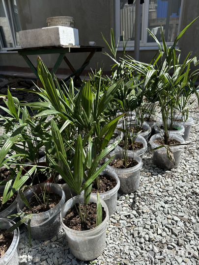 Пальма трахикарпус