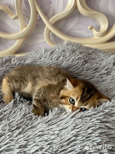 Шотландские котята