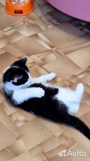 Кошка в дар