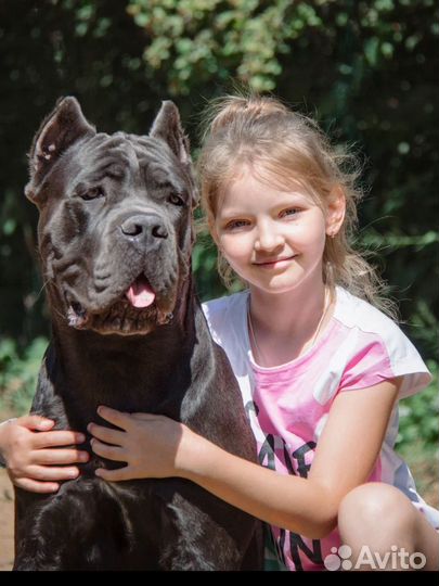 Щенки кане корсо