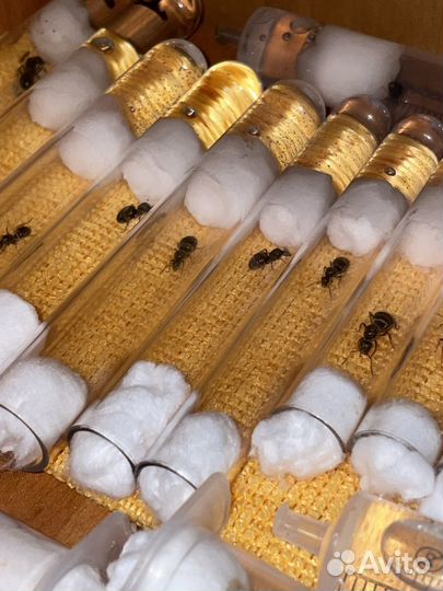 Матки муравьёв lasius niger