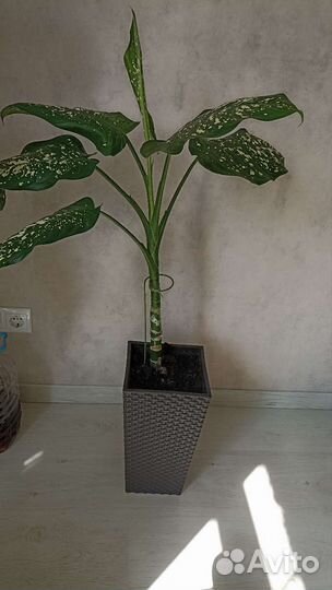 Диффенбахия в кашпо