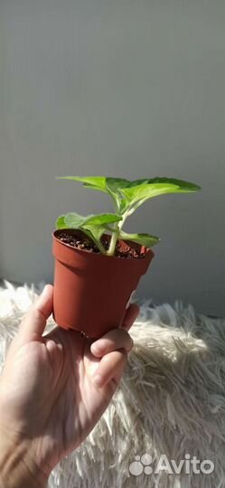 Плектантус