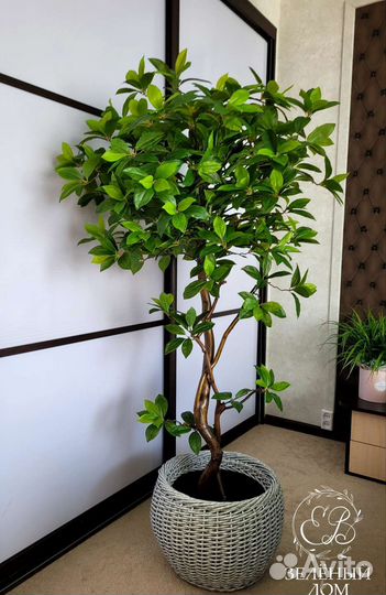 Искусственные растения