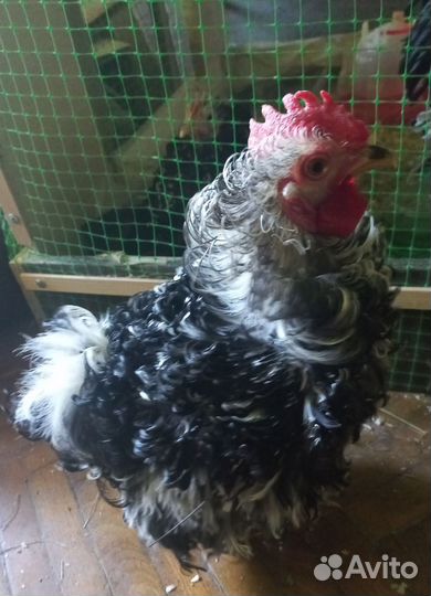 Молодые петухи породы карликовый кохинхин