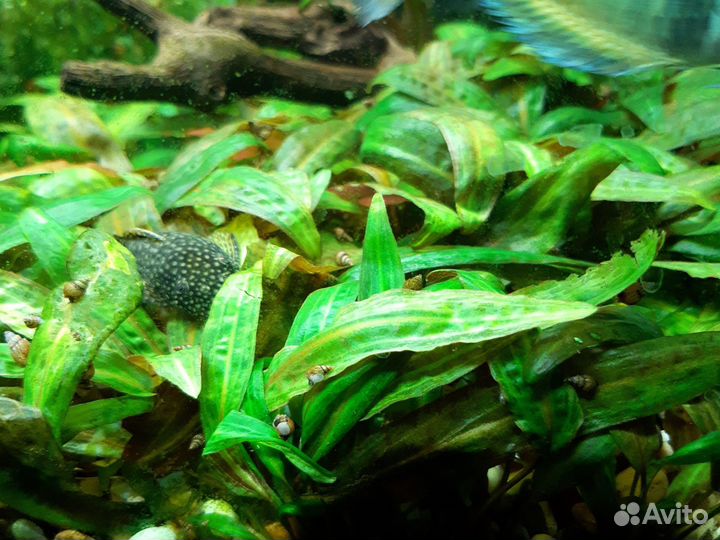 Растения для аквариума криптокорина
