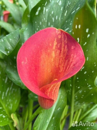 Каллы сортовые, нематантус, шефлера