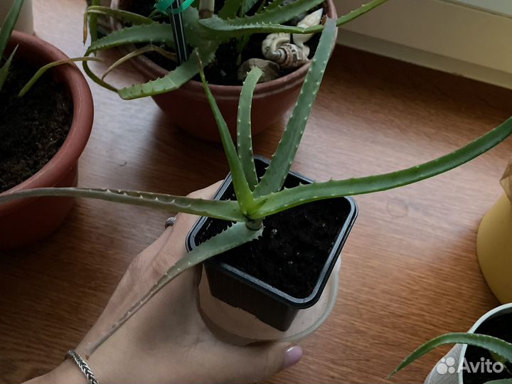 Суккуленты, алоэ (алое), кактус, хлорофитум