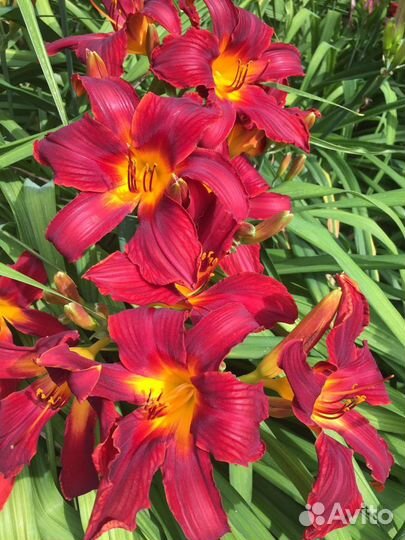 Лилии, лилейники, хосты