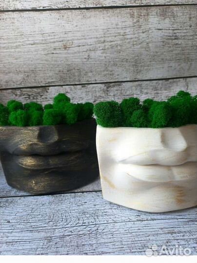 Растения. Декор для дома. Подарок. Губы Давида