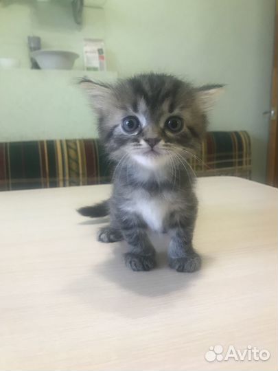 Отдам в добрые руки