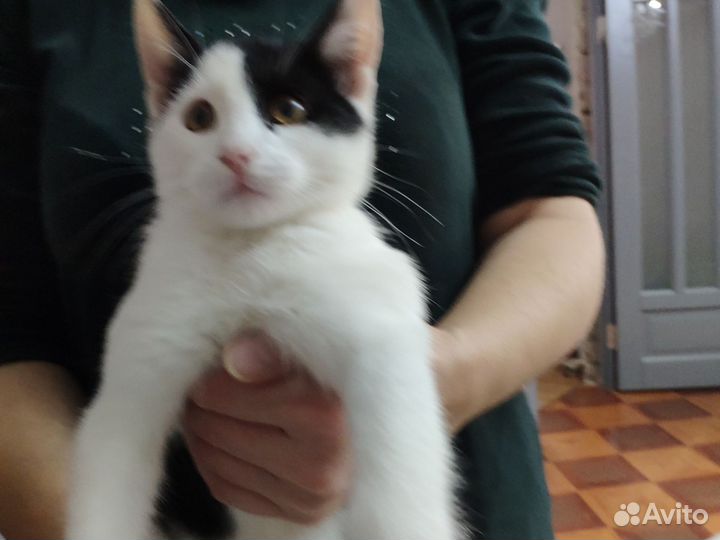 В добрые руки