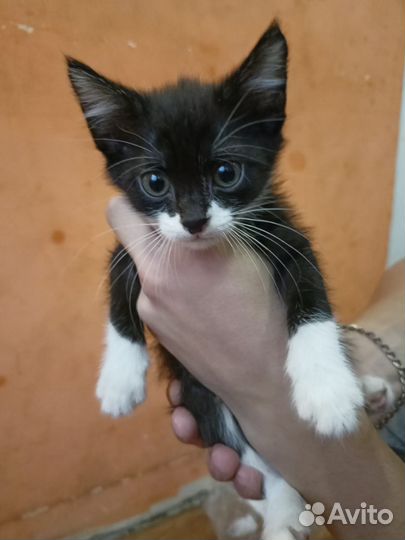 Котенок