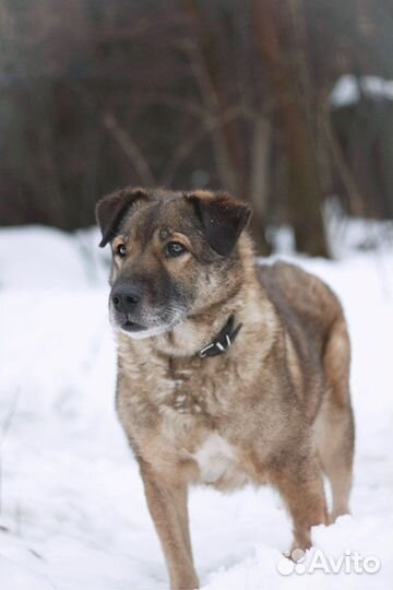 Мане нужен дом. Собака в добрые руки