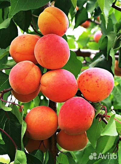 Саженцы абрикос оптом
