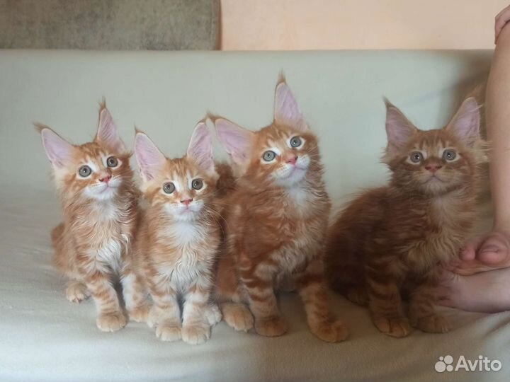 Котята мейн-кун