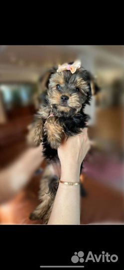 Йоркширский терьер щенки девочки