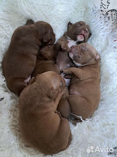 Американский булли покет