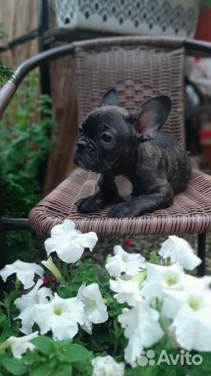 Французский бульдог щенки