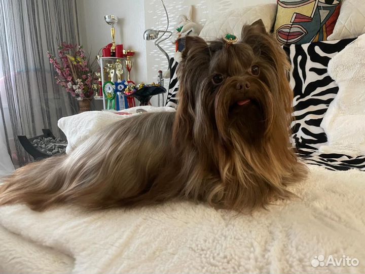 Йоркширский терьер (вязка, мальчик)