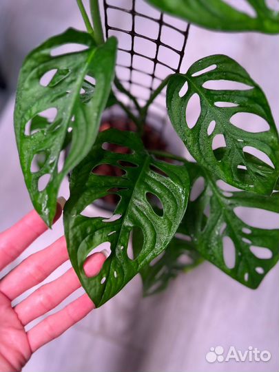 Монстера манки маск, адансона