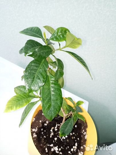 Гардения жасминовидная