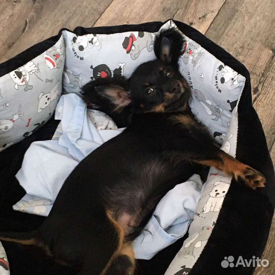 Русский той-терьер mini