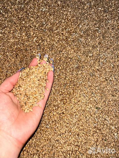 Зерно пшеница 5 класс