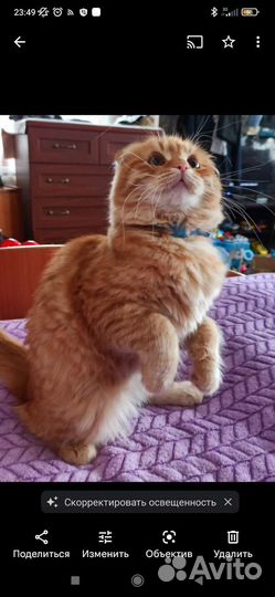 Вислоухая кошка