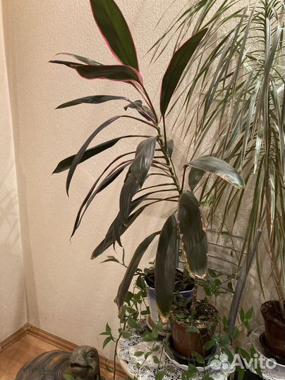 Драцена крупнолистная. Комнатные