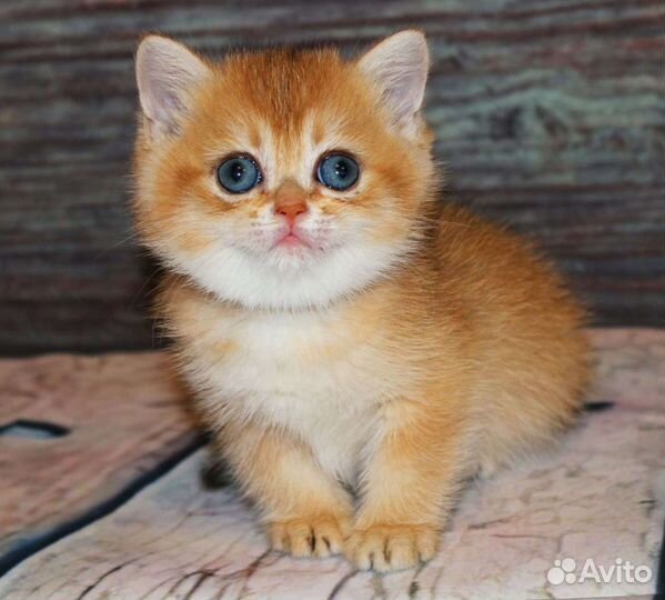 Котята британская золотая шиншилла