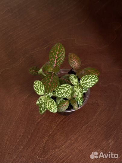 Комнатные растения2