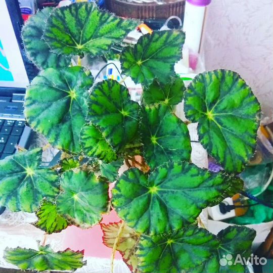 Цветы комнатные зомиакулькас,фикус,примулы