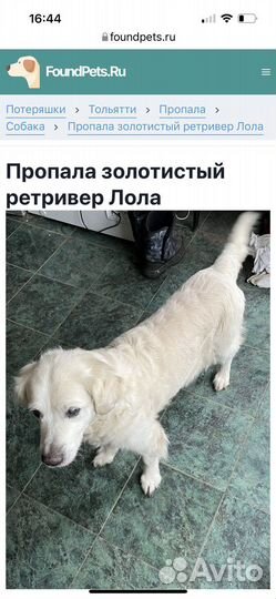 Ретривер потерялась