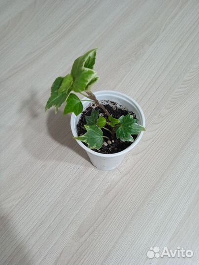 Комнатные цветы(2)
