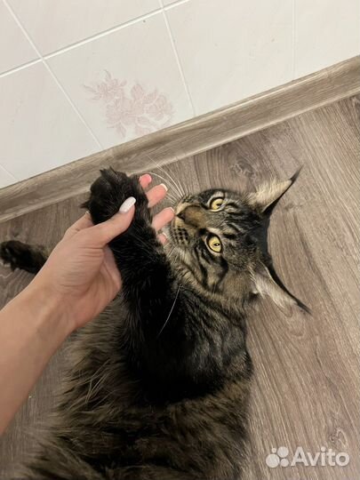 Мейн-кун вязка