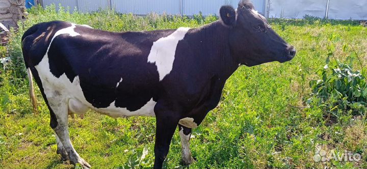 Корова дойная,первотелка