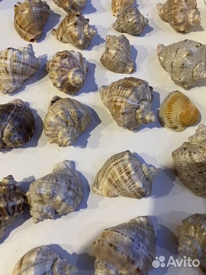 Ракушка рапан