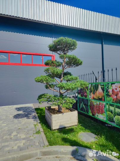 Бонсай, Ниваки, Топиары