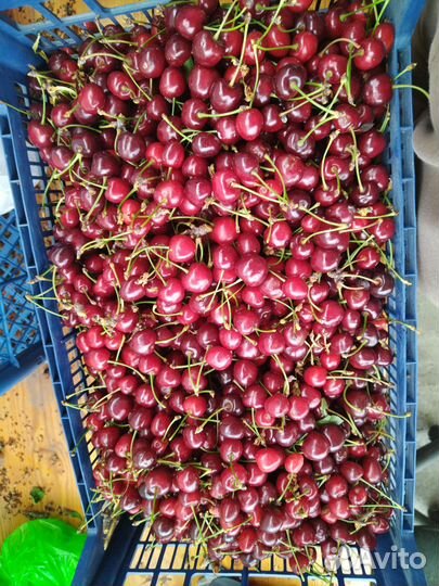 Черешня ягода