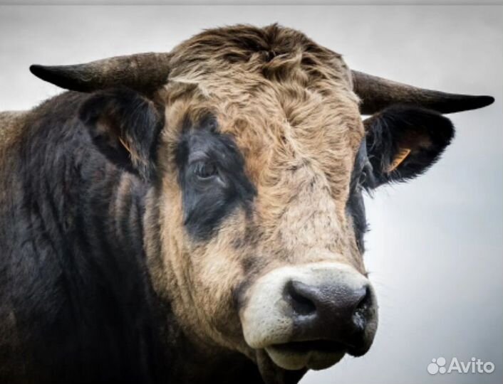 Быки на мясо