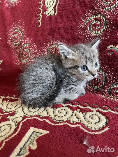 Котята в добрые руки даром