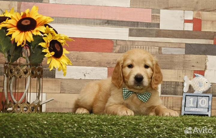 Щенки голден ретривера