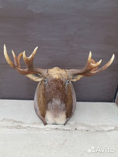 Продам рога лося