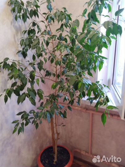 Фикус бенджамина, драцена юкка пальма