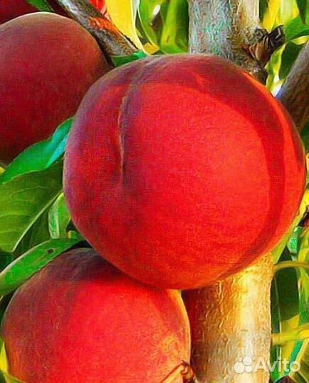 Персик август