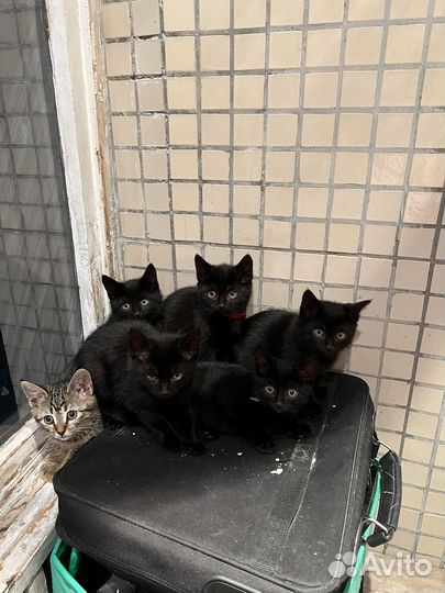 Котята в добрые руки мальчики