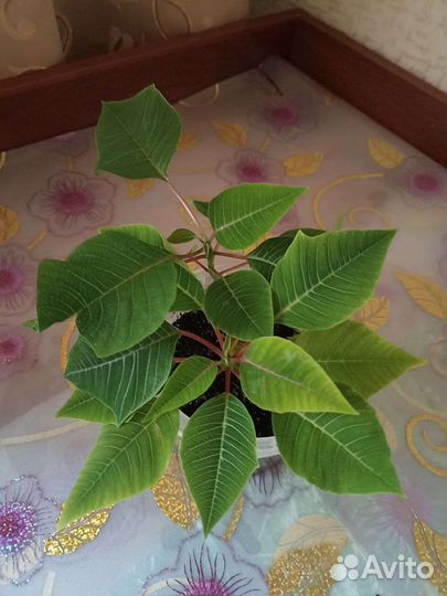 Пуансеттия