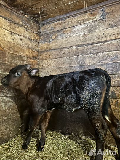 Телочка 1,5 месяца