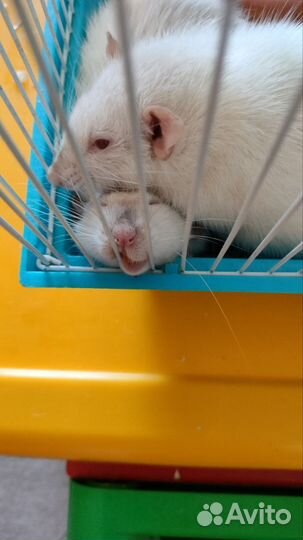 Крыски в добрые руки